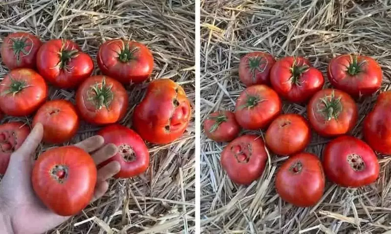 Un Legado Cultivado: El Resurgimiento de Tomates Antiguos