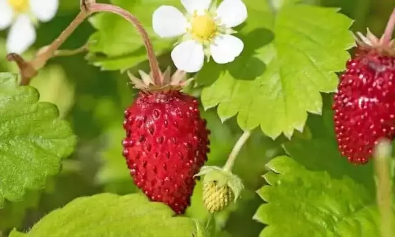 La Falsa Fresa: Un Engaño Natural en el Jardín