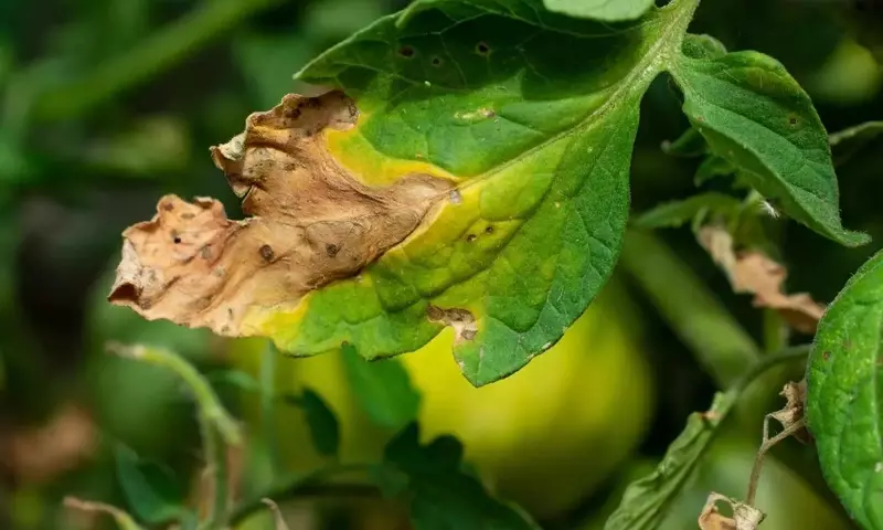Cuidado con el exceso: cómo identificar y solucionar la sobrefertilización en tus plantas