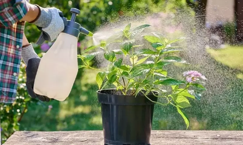 Cuidado de Plantas en Macetas Durante el Verano: Estrategias Esenciales para el Calor Extremo