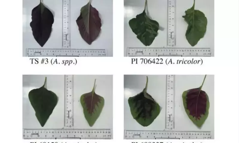 El Amaranto: Un Nuevo Protagonista en la Huerta como Verdura de Hoja Nutritiva