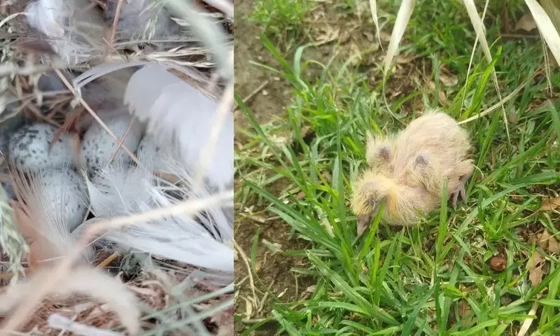Polémica por la Poda de Árboles en San Fernando y su Impacto en la Fauna
