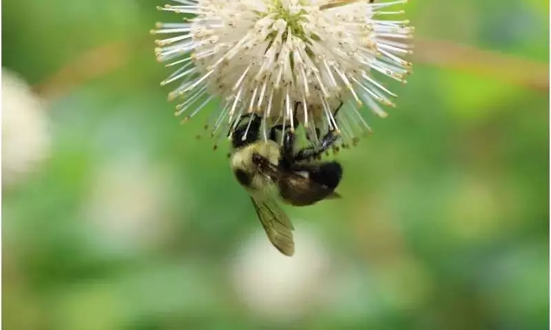 Pesticida de Nueva Generación Altera la Reproducción de Abejorros