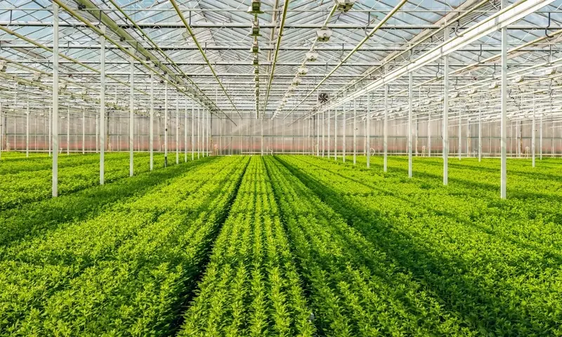 Invernaderos: Cultivo Controlado y Beneficios Múltiples