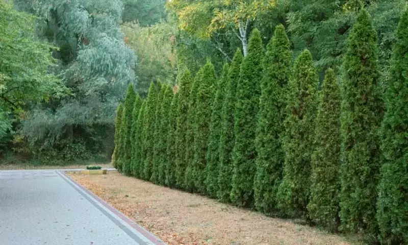 Cercas Vivas en el Trópico: Delimitación Ecológica y Rentabilidad Sostenible