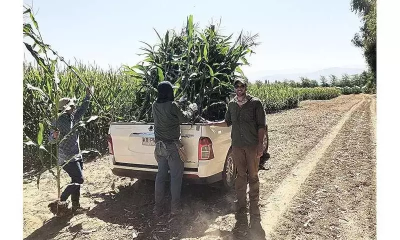 Descubren Característica Genética en el Maíz que Mejora su Resistencia a la Sequía