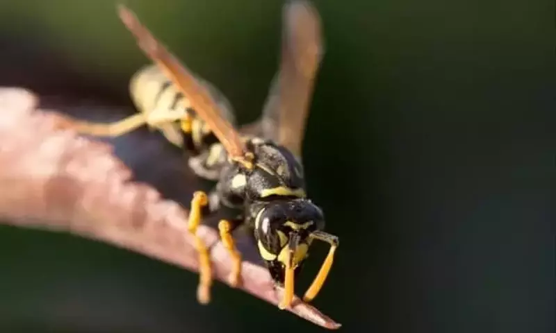 Avispas: Controladoras Naturales de Plagas y Polinizadoras Esenciales