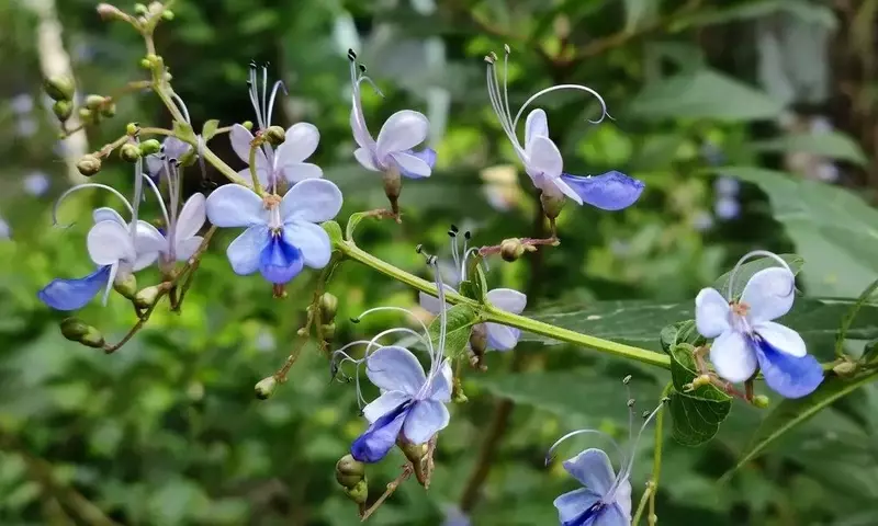 Un Jardín Vibrante: Cómo Atraer Mariposas y Fomentar la Biodiversidad