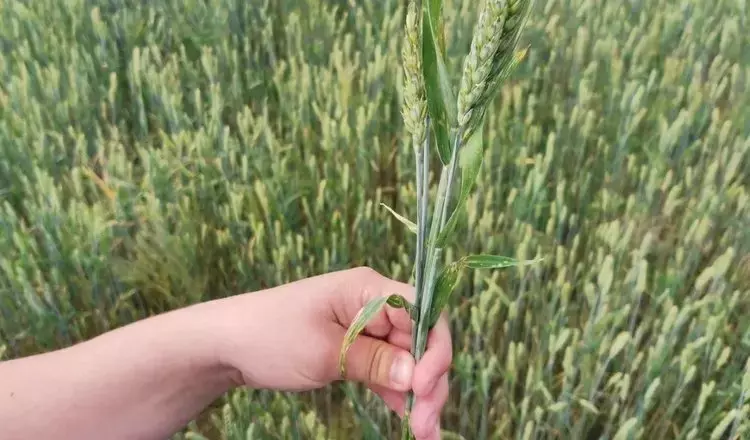 El Trigo: Una Historia de Innovación Agrícola y su Impacto Global