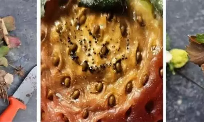 Neo-P: Amenaza Latente en Cultivos de Fresa Impulsa Innovación Agrícola