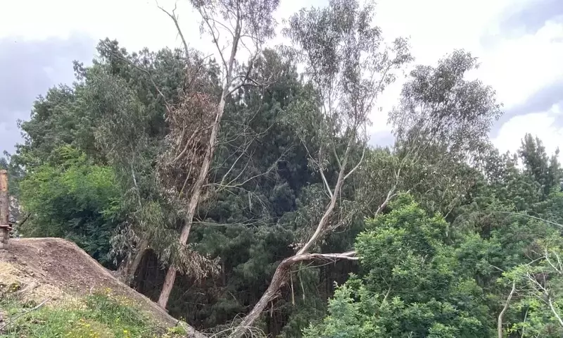 Riesgos en la Poda de Árboles: Un Análisis Profundo de los Accidentes Laborales