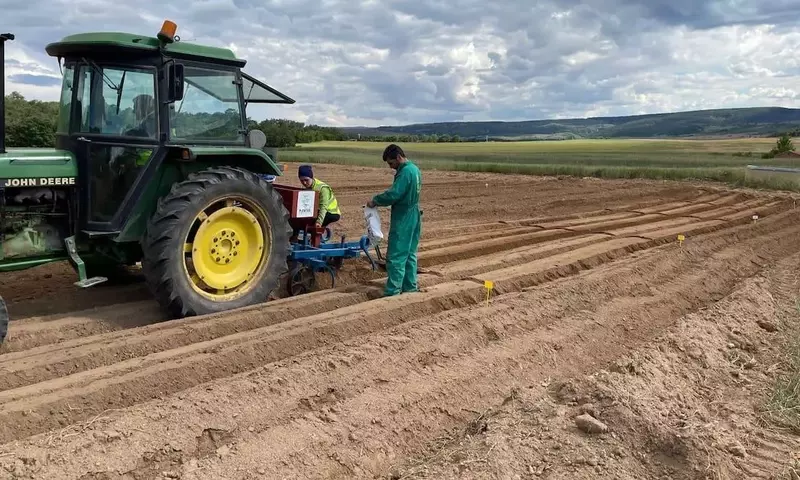 Estrategias de Rotación de Cultivos Tras la Cosecha de Patatas para un Huerto Saludable