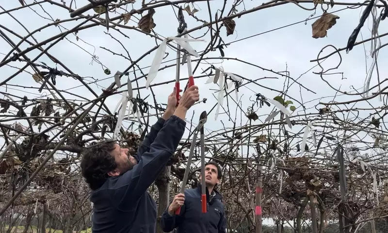 Secretos de la Poda: Claves para el Cuidado y la Vitalidad de tus Plantas
