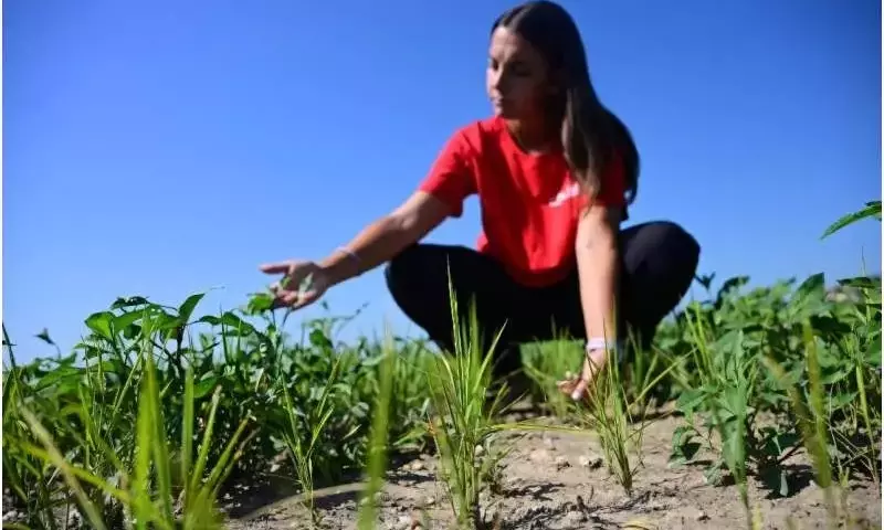 La sequía asola los campos de arroz del Valle del Po