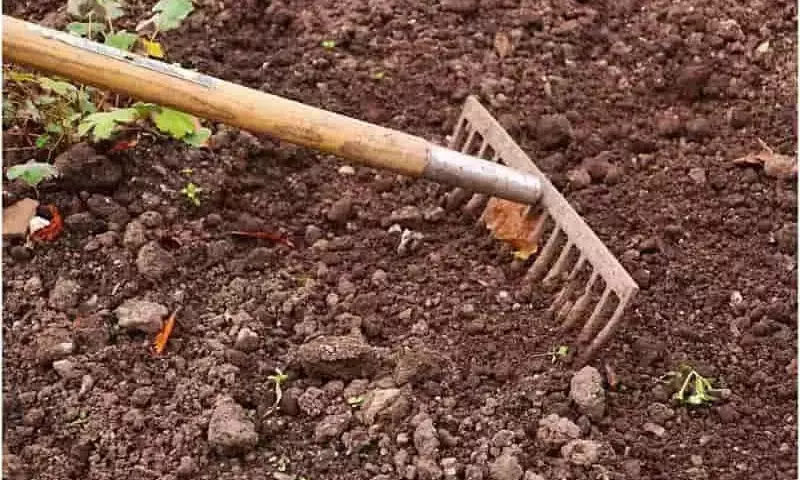 Innovación Agrícola: Microbiomas del Suelo contra Hongos Fitopatógenos