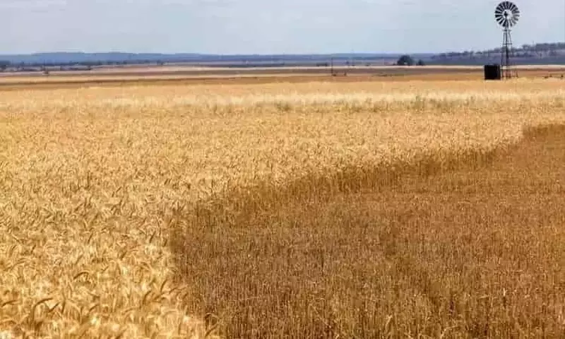 El Futuro del Trigo: Un Análisis de su Adaptación y Evolución