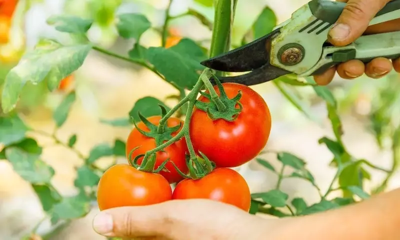 Secretos para el Cultivo Óptimo de Tomates y la Poda Estratégica