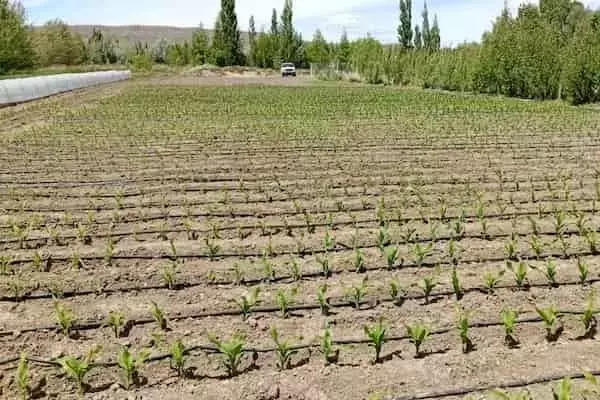 Argentina Expande Fronteras Agrícolas con Maíz Adaptado al Clima Frío Patagónico