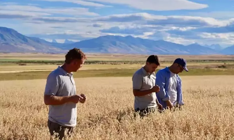 Cosecha Agrícola Pionera en la Patagonia Argentina: Trigo y Avena Cerca del Glaciar Perito Moreno