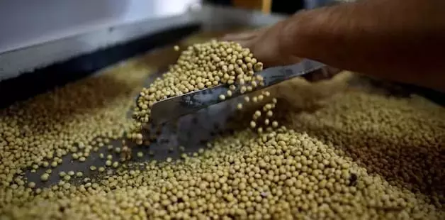 La Soja y su Resistencia en el Mercado Global a Pesar de las Proyecciones del USDA