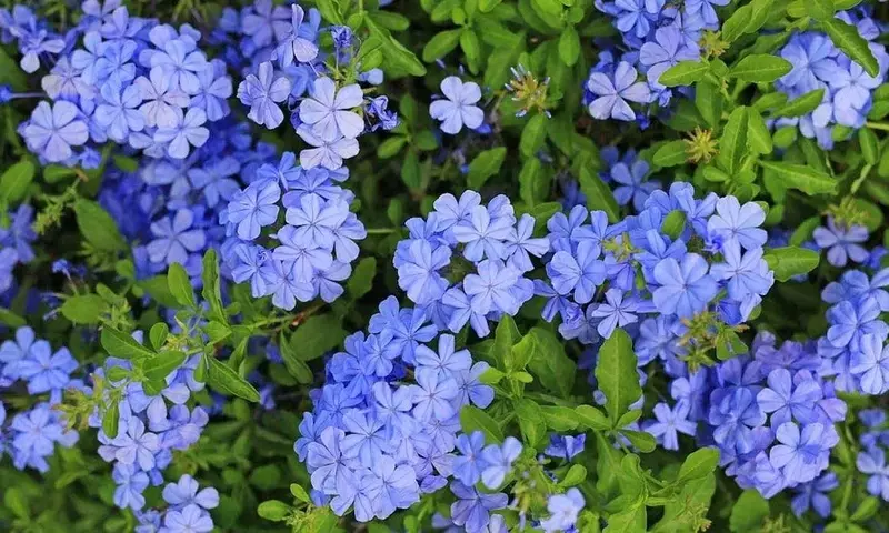 Guía Completa para el Cuidado del Jazmín Azul: Belleza y Resistencia en tu Jardín