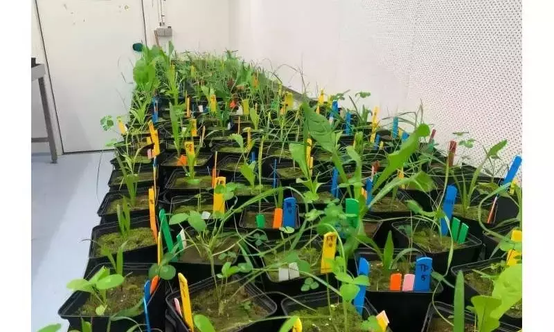 Descubriendo la compleja interacción subterránea: cómo las plantas vecinas transforman la vida del suelo