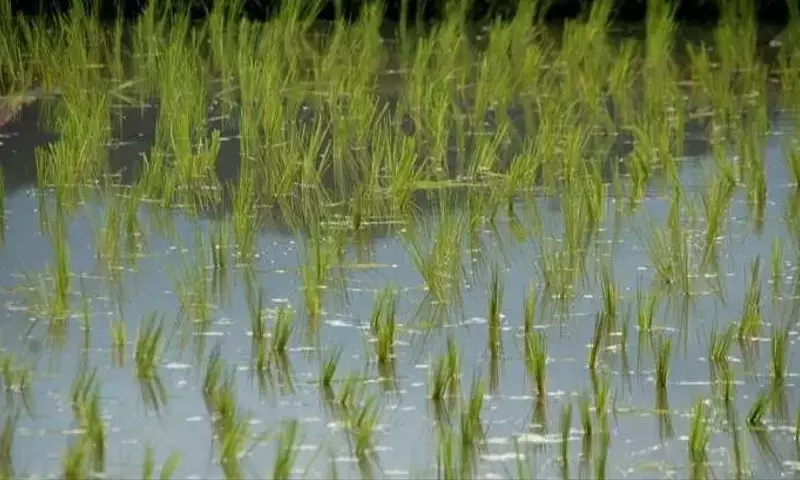 El Niño y la Amenaza Global a los Cultivos Esenciales