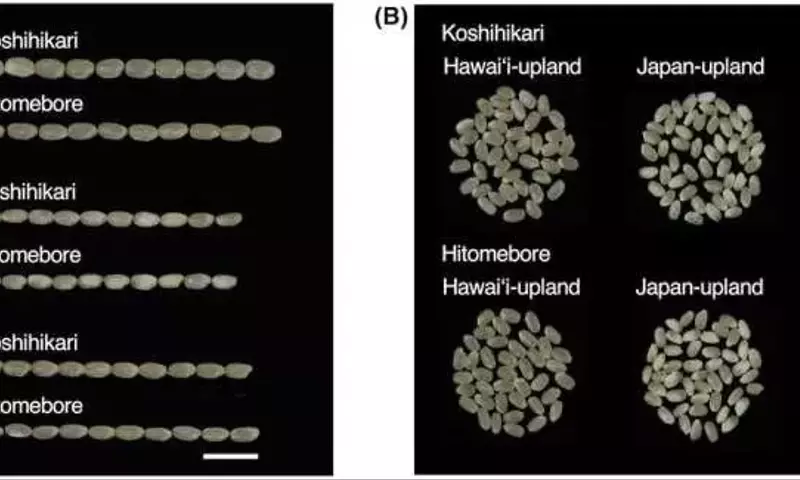 Innovación agrícola: Arroz japonés de alta calidad en Hawái con menor consumo hídrico