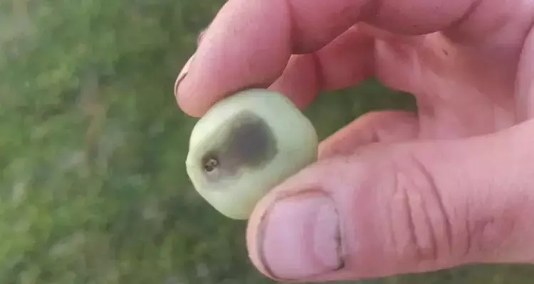 Solución a la Podredumbre Apical del Tomate: Calcio como Clave