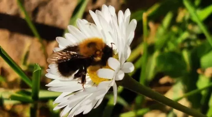 Cinco Estrategias Sencillas para Fomentar la Presencia de Abejorros en Jardines y Balcones