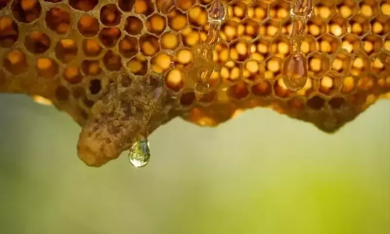 El Ciclo Anual Apícola y la Preparación Invernal de las Abejas
