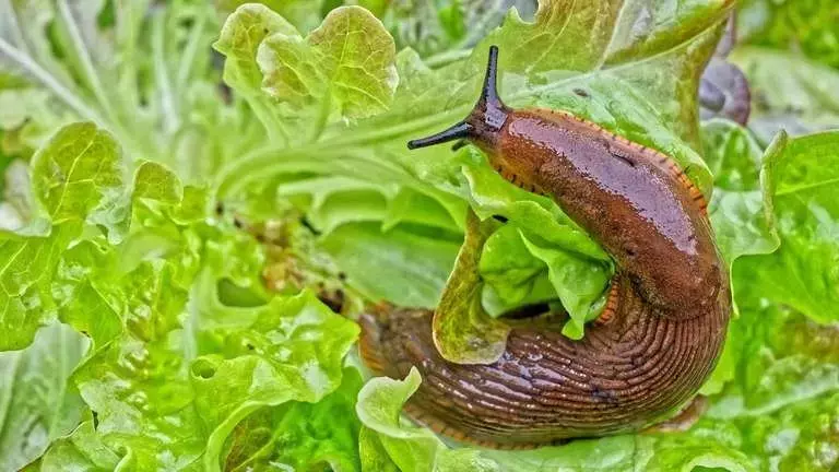 Canela: Un Aliado Natural para Proteger tu Huerto de las Babosas tras la Lluvia