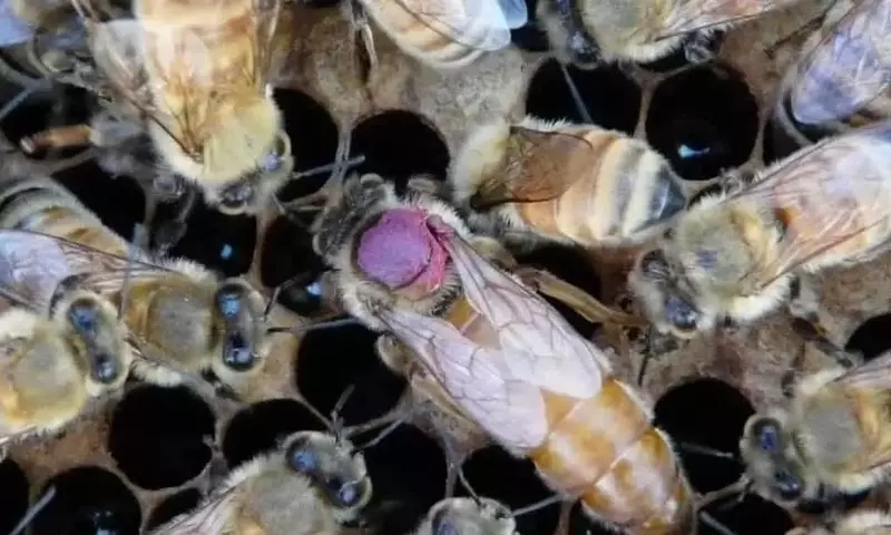 Abejas reinas se deshacen de pesticidas a través de sus huevos para subsistir