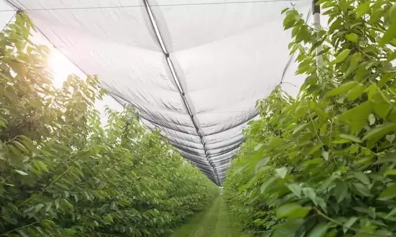 Marruecos Lidera la Revolución Hídrica: Adaptando la Agricultura a la Escasez de Agua