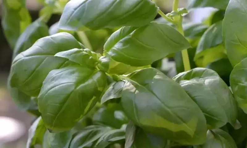 Secretos para preservar la albahaca fresca y su esencia