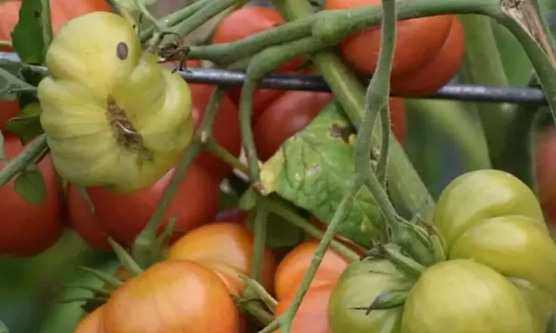 Consejos Esenciales para Prevenir el Agrietamiento de Tomates Mediante un Riego Óptimo