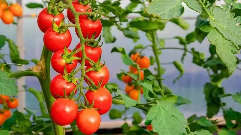 Mejorando el Cultivo de Tomates: El Poder del Azúcar y la Levadura