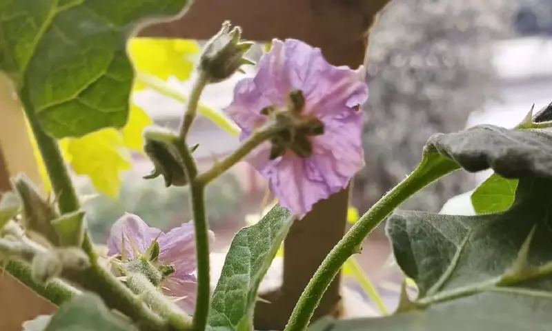 Maximizando la Cosecha de Berenjenas: Estrategias para Flores Frondosas y Frutos Abundantes