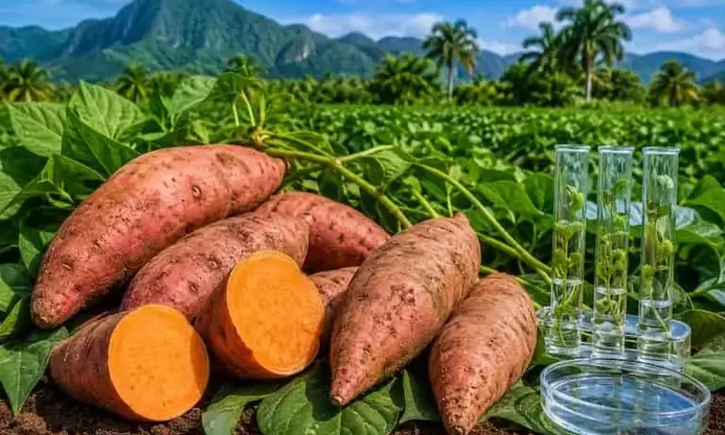 Cuba Impulsa la Batata Biofortificada para el Caribe