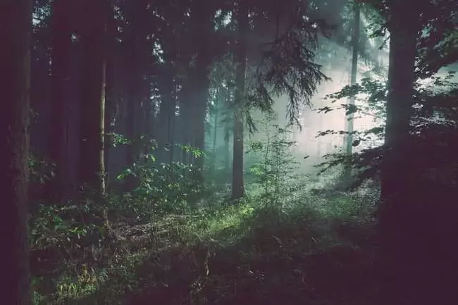 La Resiliencia de los Árboles Jóvenes: Un Estudio Revela Cómo Sobreviven en Bosques Maduros
