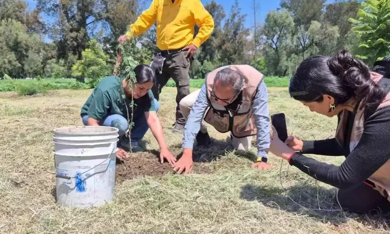 La Gran Muralla Verde: Un Experimento Forestal Chino de Impacto Mundial