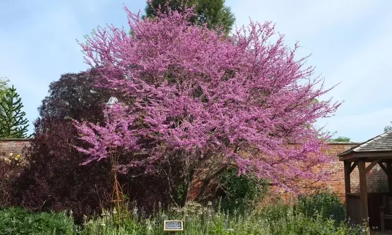 Guía Completa para el Cultivo y Cuidado del Árbol del Amor (Cercis siliquastrum)