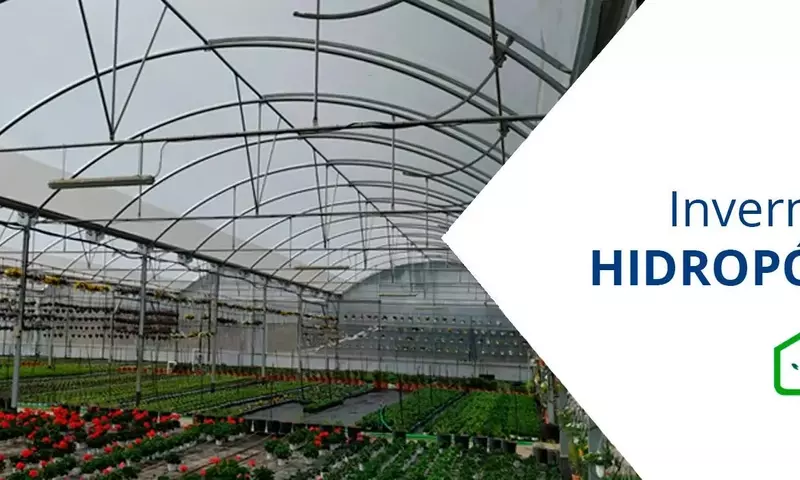 Invernaderos Hidropónicos: La Revolución Agrícola Sostenible