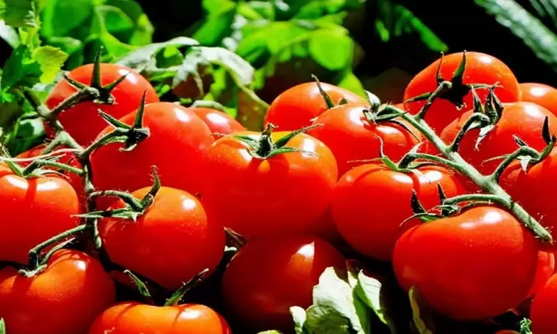 Protege tus Cultivos de Tomate: Guía Exhaustiva contra Plagas y Enfermedades