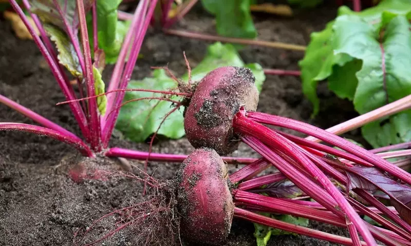 Guía Definitiva para el Cultivo Exitoso de Remolachas