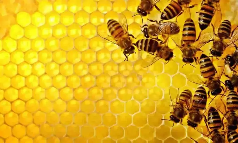 Más Allá de la Jalea Real: El Enigma de la Celda Especial y las Obreras en la Formación de la Abeja Reina