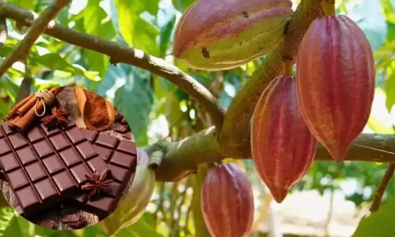 Perú Revela el Secreto de Nuevas Variedades de Cacao Premium