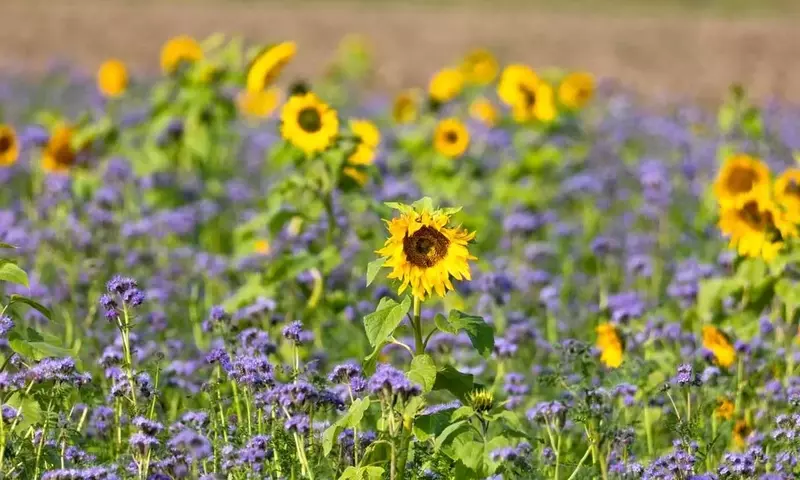 Guía Completa para la Optimización Agrícola Mediante el Policultivo