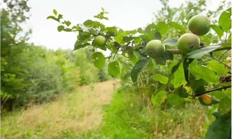 Agriwilding: Armonizando Producción Agrícola y Biodiversidad