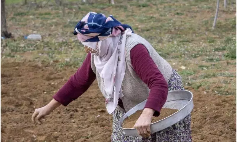 Labranza Cero: Equilibrio entre Preservación Ambiental y Retos Agrícolas
